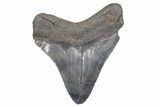 Serrated, Fossil Megalodon Tooth - South Carolina #358971-1